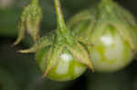 Horse nettle